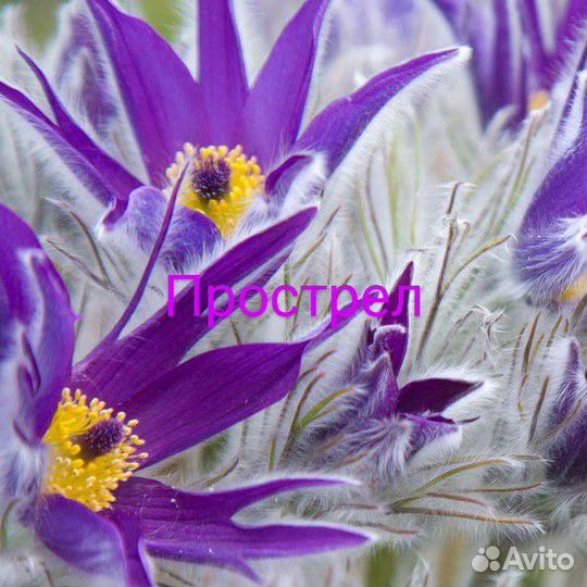 Семена прострела