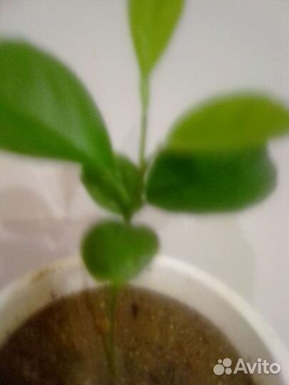 Чудо деревце цитрофартунелла Флоридана Лайм Лимон