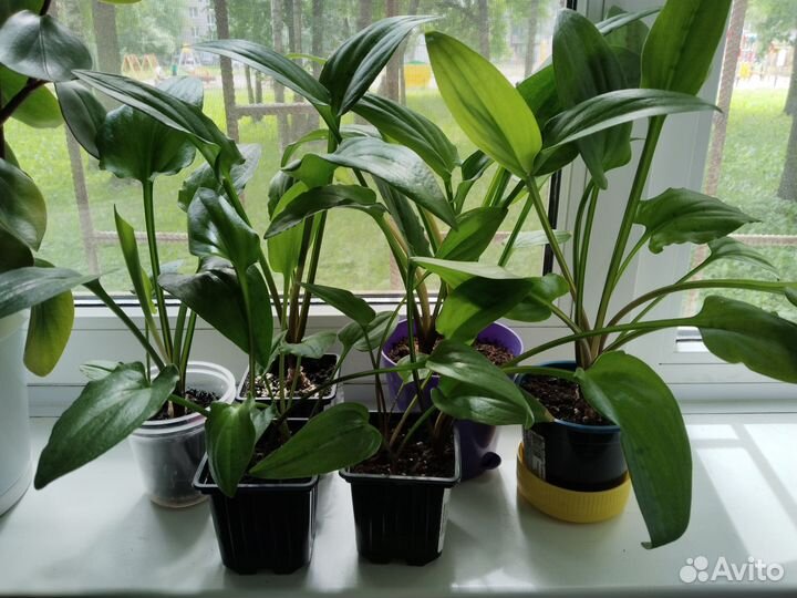 Дримиопсис пятнистый