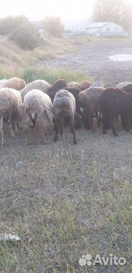 Овцыи бараны