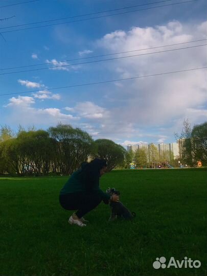 Передержка для собак