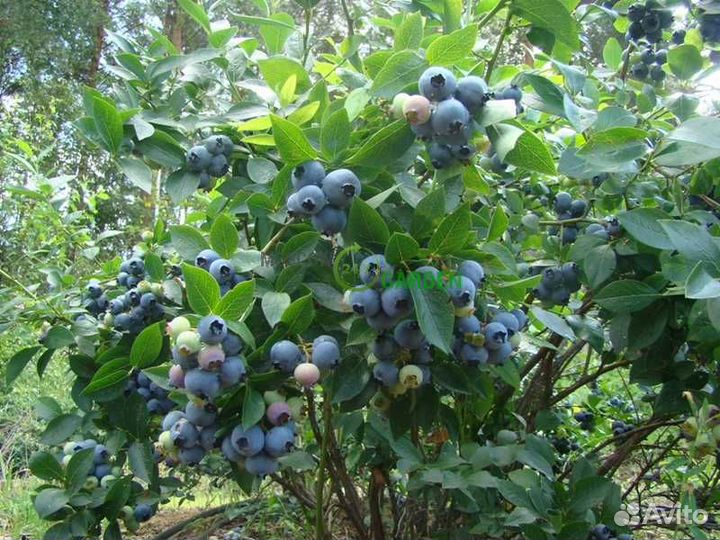 Саженцы голубики 4 и 5 летние плодоносящие