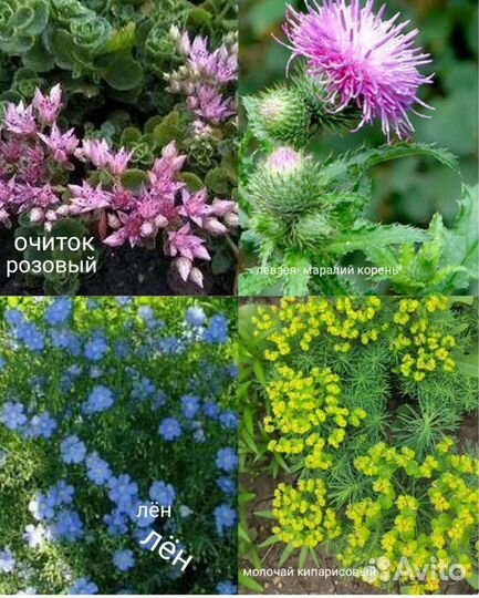 Цветы многолетние