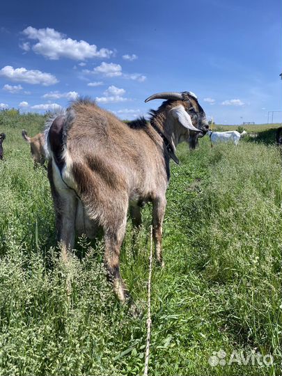 Козел на племя, козы дойные
