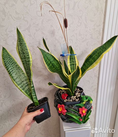 Цветы для дома и офиса