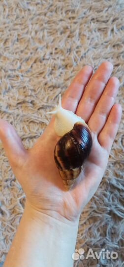 Улитки ахатины