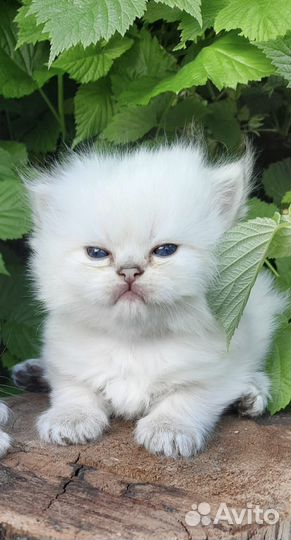 Пушистые девочки и мальчик