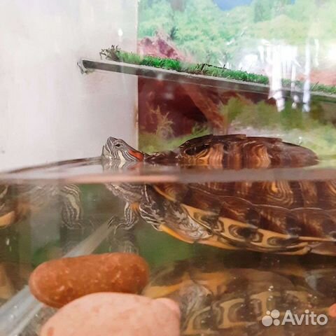 Черепахи красноухие водные с террариумом