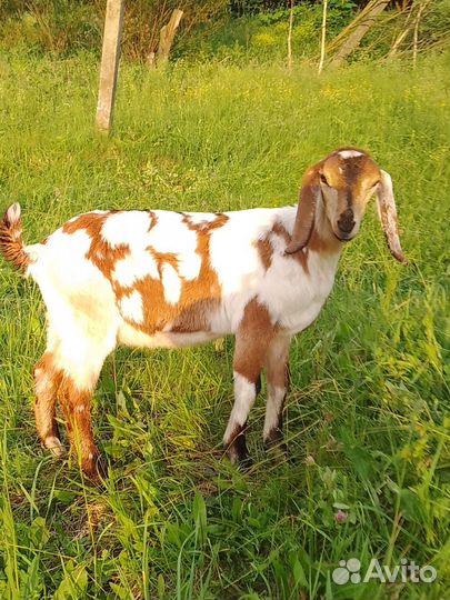 Англо нубийские козочки