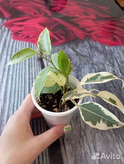 Фикус бенджамина