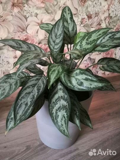 Аглаонема сильвер квин