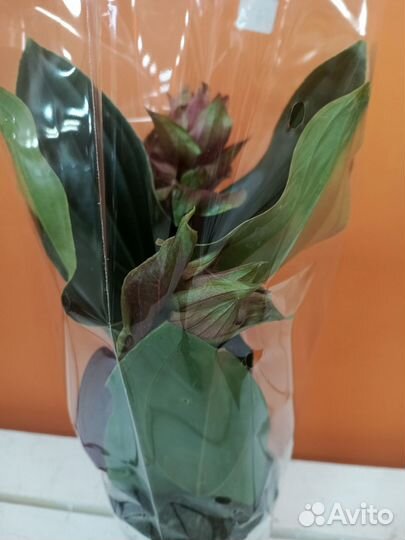 Мединилла растение