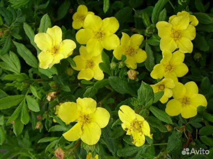 Лапчатка Саммерфлор