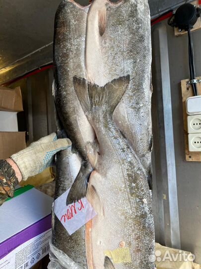 Кижуч (дикий лосось)