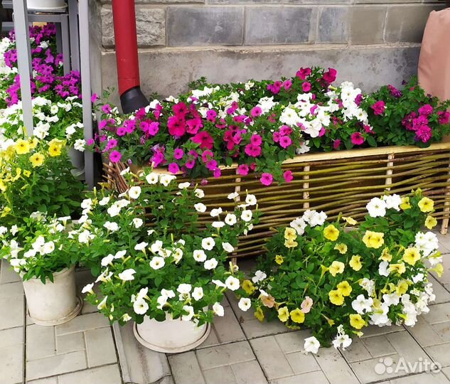 Петуния в кашпо