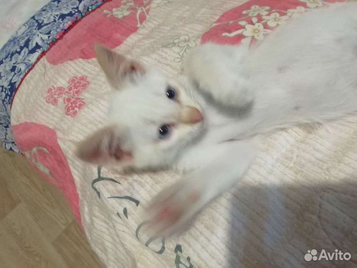 Котик в добрые руки