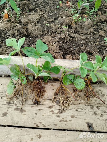 Саженцы клубники