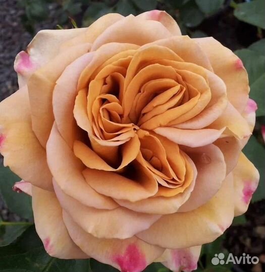 Роза Хани Дижон саженцы