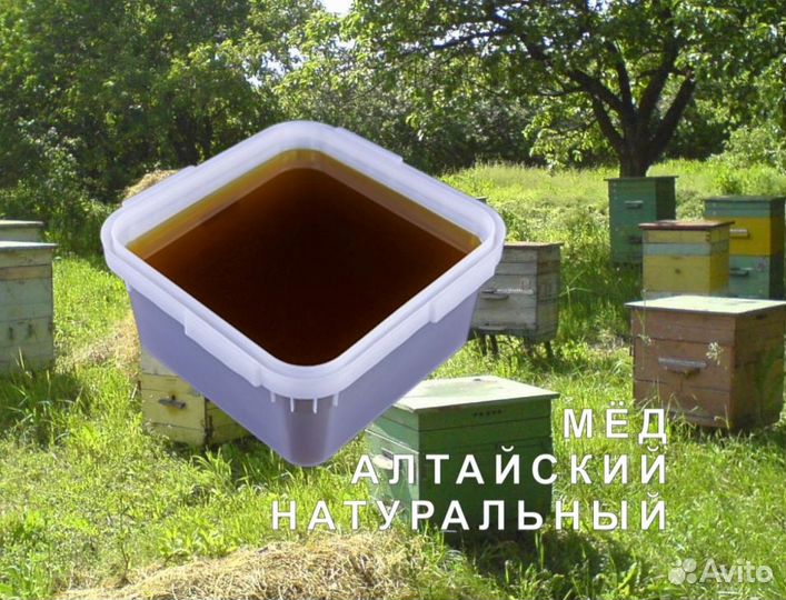 Мед натуральный из Алтая опт