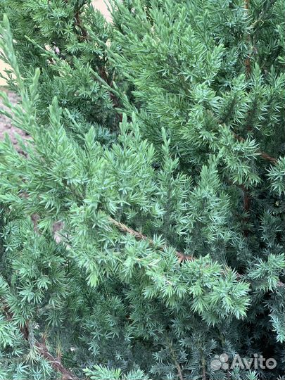 Можевельник