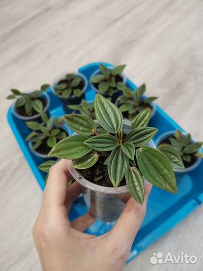 Пеперомия Россо (детки)