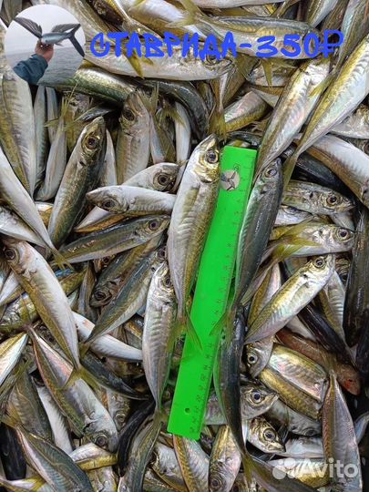 Свежая рыба