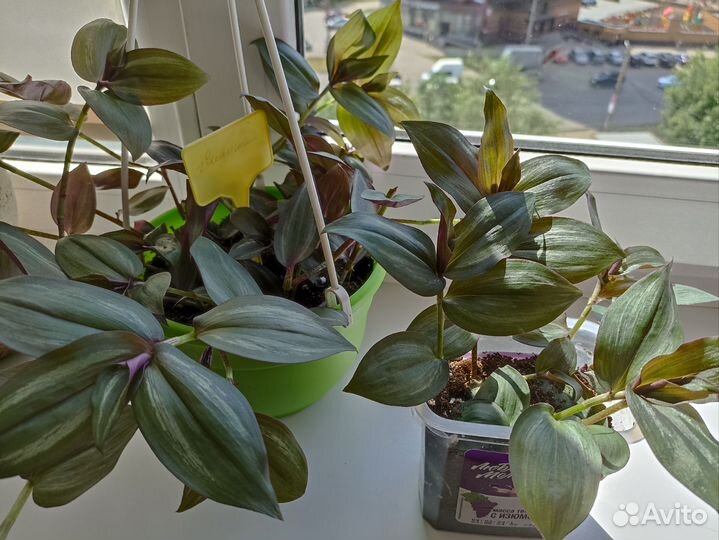 Традесканция