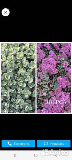 Очиток почвопокровный продам или обмен