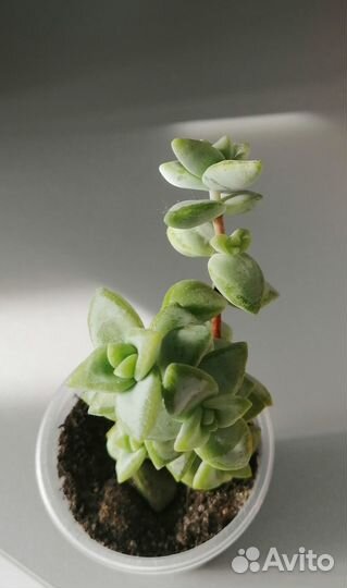 Крассула наскальная. Crassula rupestris