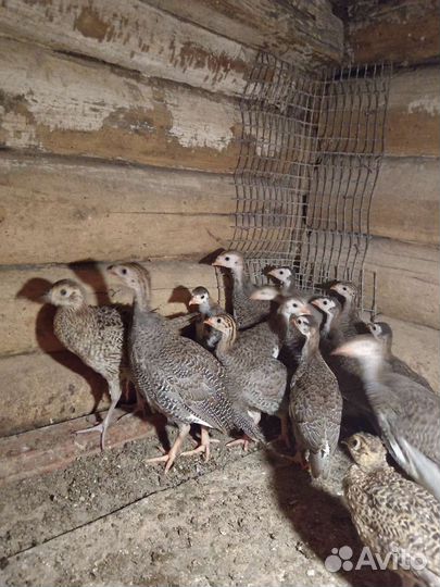 Цесарки, фазаны,перепела