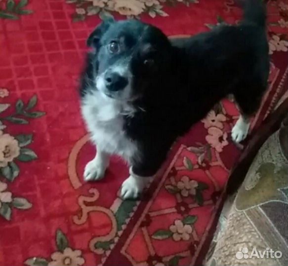 Собака кобель
