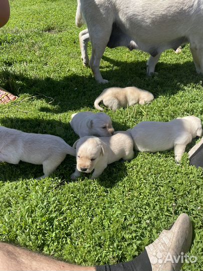 Щенки Лабрадора