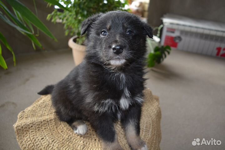 Щенки овчарки