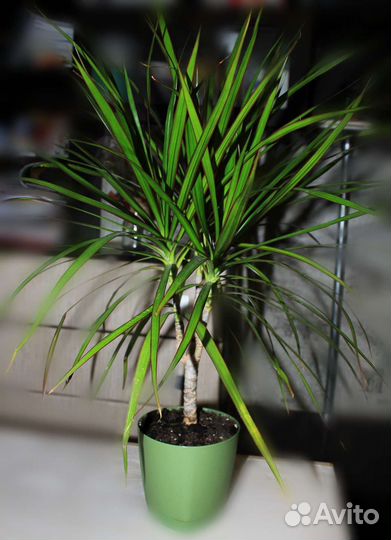 Драцена маргината