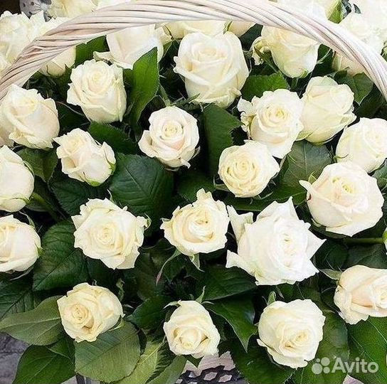 Высокие розы Доставка цветов