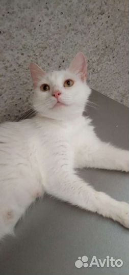 Турецкая ангора