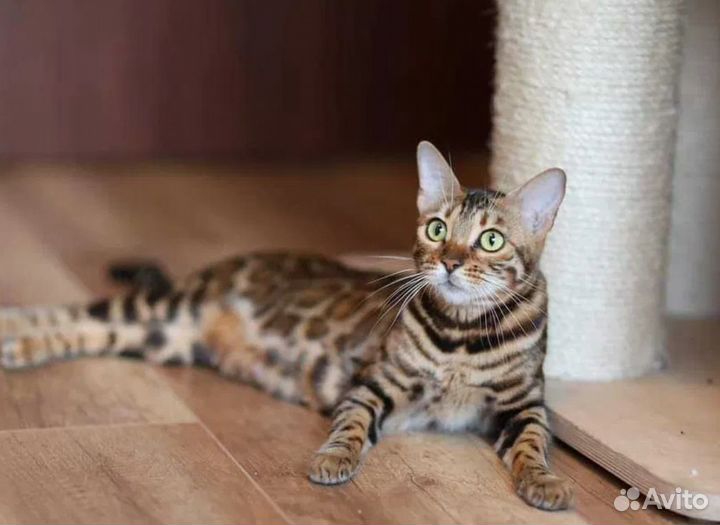 Бенгальские котята