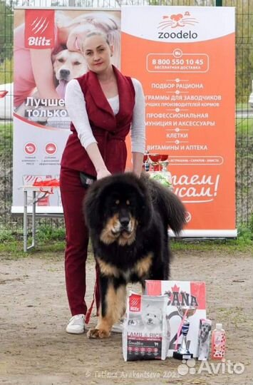 Хендлер. Показ собак на выставках)