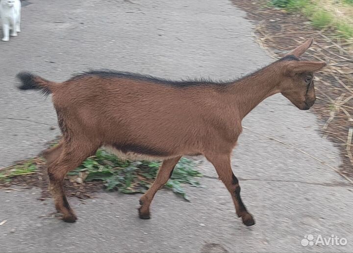 Коза козленок Чешская