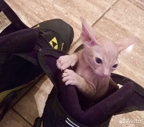 Котята Донского сфинкса