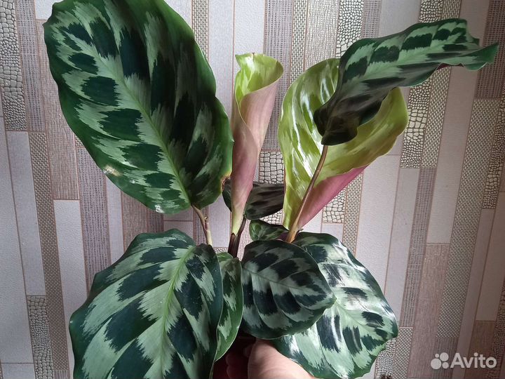 Калатея Хелен Кеннеди