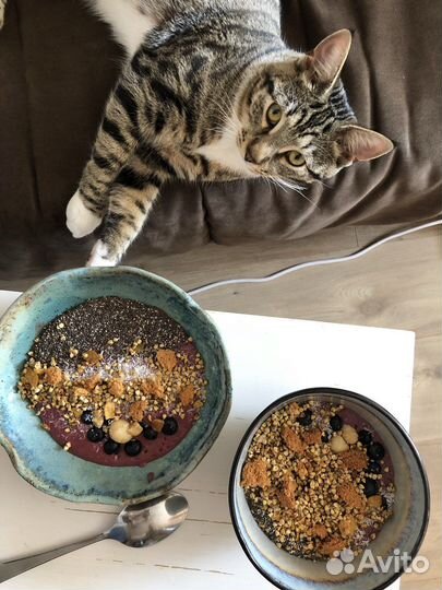 Передержка кошек, котоняня