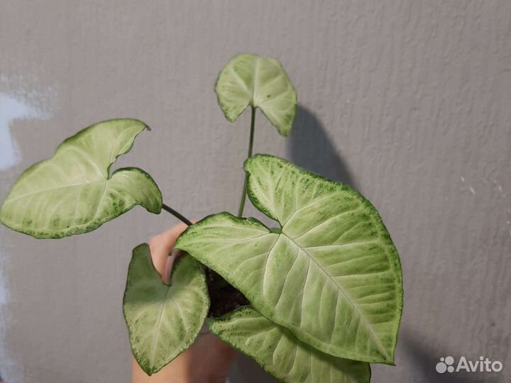 Сингониум Баттерфляй, Панда