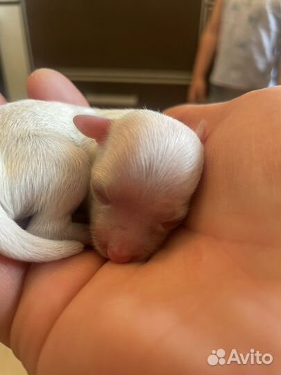 Щенки мальтезе