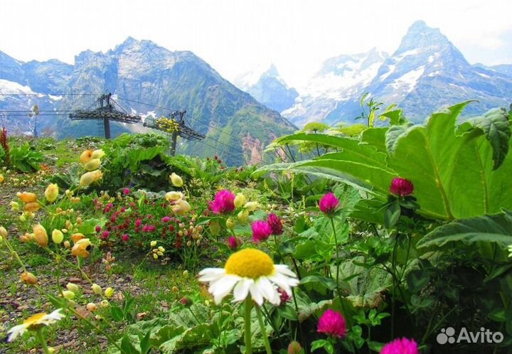 Домбай. 9-14 июля 2024