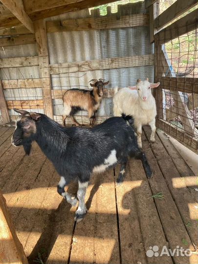 Овцы и козы