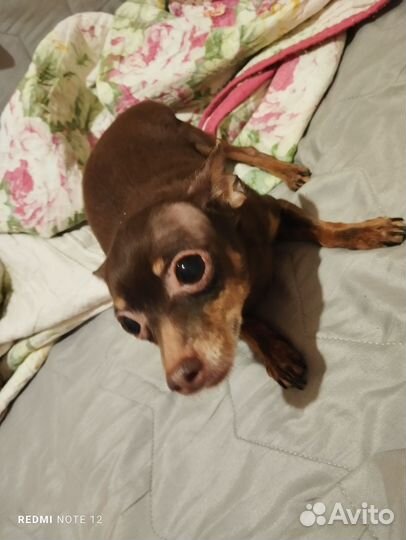 Мини той-терьер