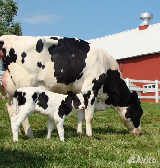 Корова дойная