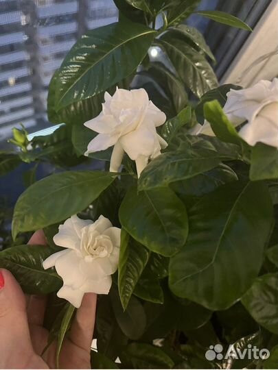 Гардения жасминовидная