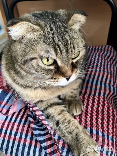 Кошки в добрые руки